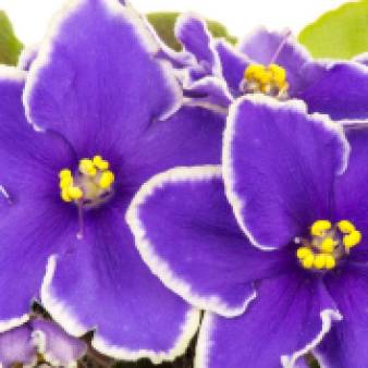 african-violet-white-edge-10312015